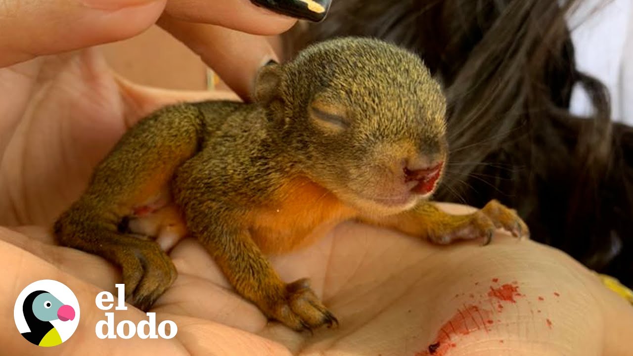 Ardilla rescatada regresa todas las mañanas a comer con su mamá | Fe
