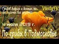 По грибы в Подмосковье 4 июля 2019 г. Грибов дофига и больше, но… без лисичек все грустно