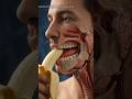 सिर्फ 1 केला 🍌और शरीर में शुरू हो जाती है ये खतरनाक प्रक्रिया!😱#anatomy #humanbody #viralshorts
