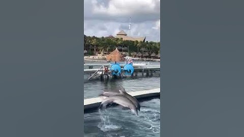 #cá heo🐬nhảy múa cùng #du khách#shorts#short#shortvideo#shortsvideo#shortvideos#người#dulich#video