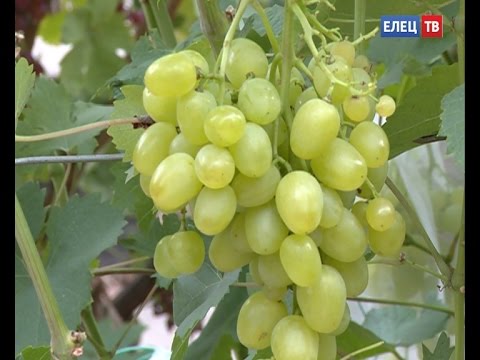 128 сортов на семи сотках. Уникальный виноградник елецкого любителя древней ягодной культуры