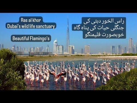 Ras al khor wild life sanctuary | Free entry | Dubai | U.A.E