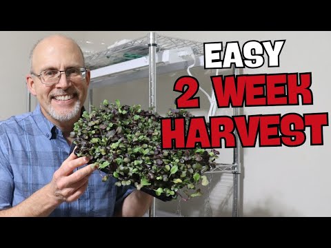 🌿 How To Grow Radish Microgreens At Home (beginner's Step-by-step Guide)