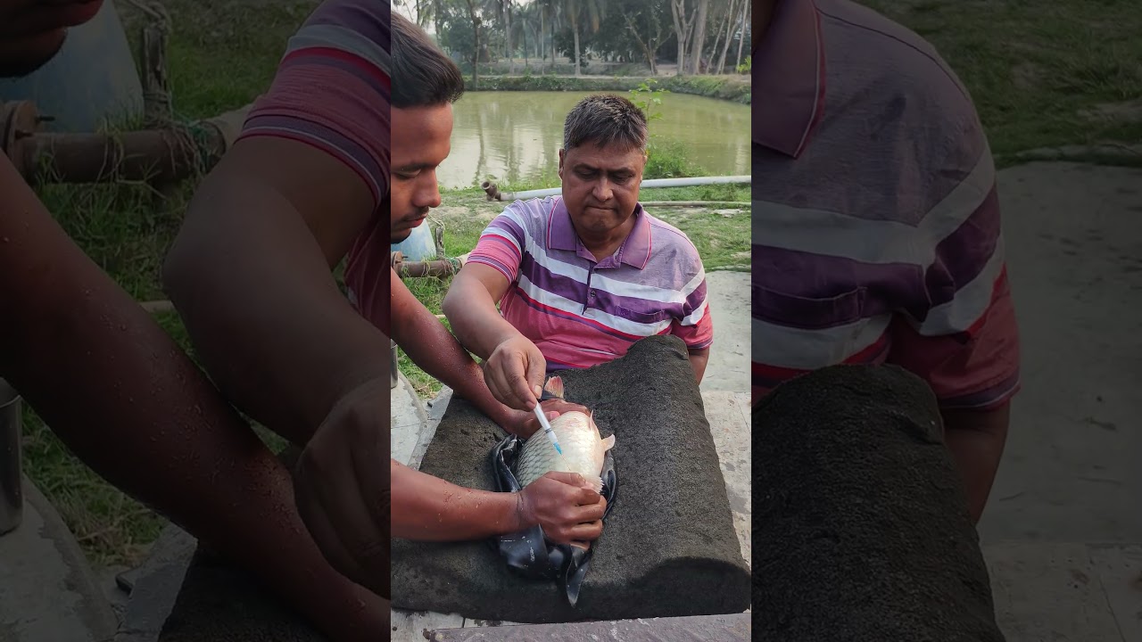 How Fish Injection Works💉🐟 