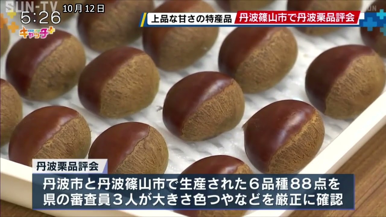 確認 栗 （大粒厳選のホックホクであま～い小布施の「栗」のお
