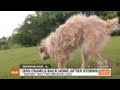 HLN: 'Tornado dog' returns home after 2 weeks