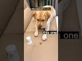 Dogs Be Like тАШI Have Made A Terrible MistakeтАЩЁЯШВЁЯР Shorts Dogs Dogs Be Like тАШI Have Made A Terrible MistakeтАЩЁЯШВЁЯР Shorts Dogs