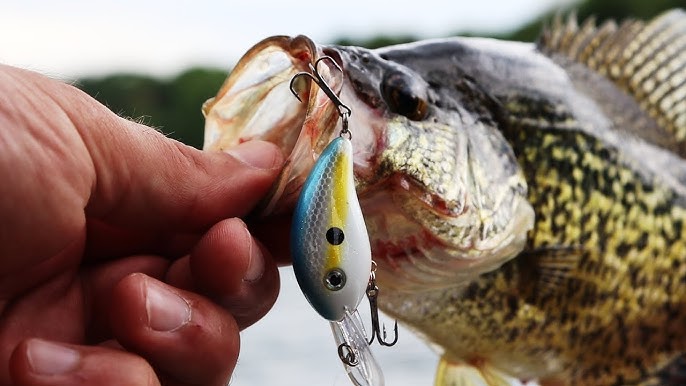 Crappie Fishing With A Crankbait - Minnow Mini 