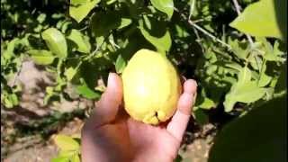 How to Grow Huge California Guava