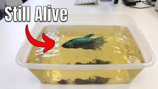 I Accidentally Saved a Betta Fish!