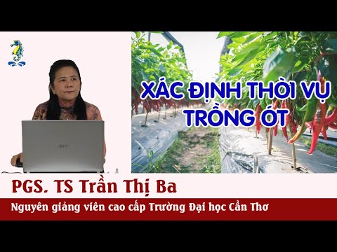 Video KỸ THUẬT TRỒNG VÀ CHĂM SÓC ỚT - Xác định thời vụ trồng... - youtube