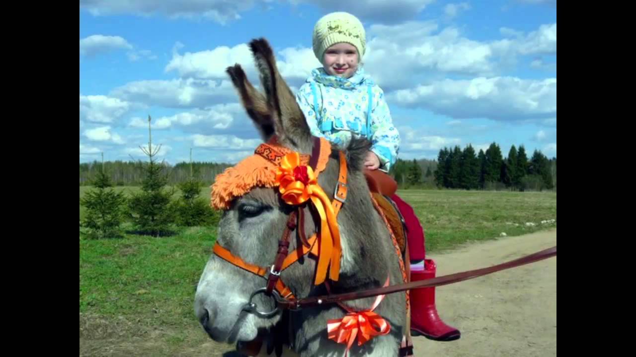 07.05.2015 Конный эко-клуб "Царь конь" - YouTube