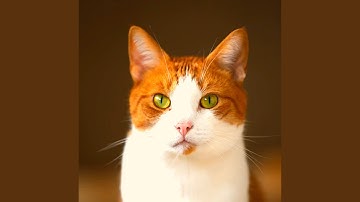 Vintage Lazy Cat Days