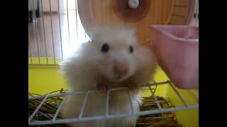 Хомяк и сено/ Hamster and hay