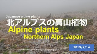 北アルプスの高山植物　Alpine plants