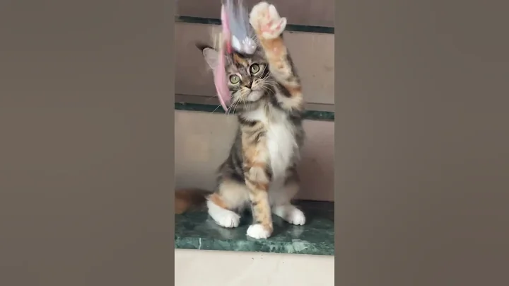 Video 10179201: maine coon cattery, quality maine coon, maine coon show, cats catlover cutecat