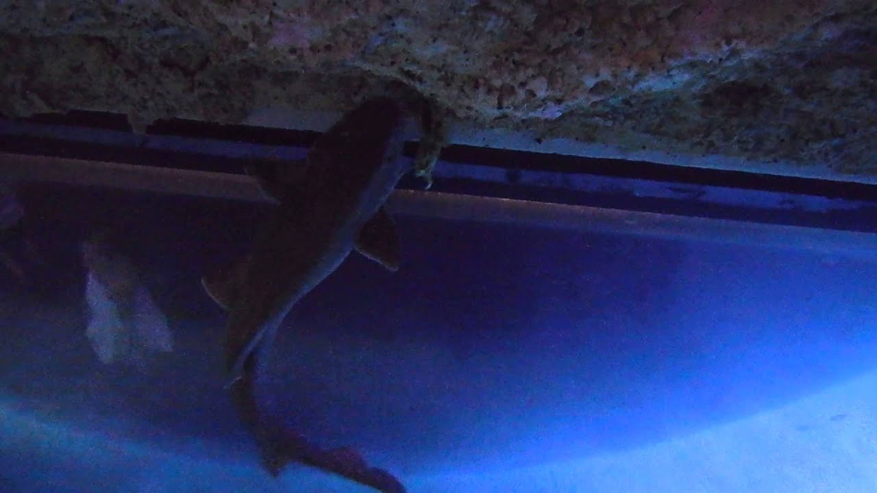 Bamboo Shark lays an egg! YouTube