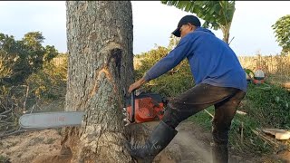 Mantap‼‼‼kecil² cabe rawit dan membuat resah,potong pohon Trembesi dipematang sawah