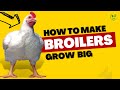How to make broilers grow big and increase profit in 2023