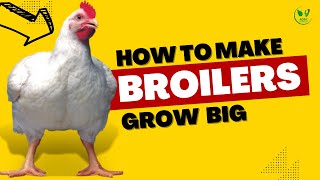 How to Make Broilers GROW BIG and Increase Profit in 2023