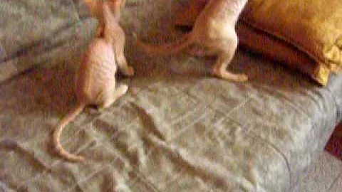 Watch the video about Royal,Redox,Queenie. SPHYNX PETERBALD = SIAMESE/ORIENTALE NUDO, FLOCK, VELOUR, BRUSH