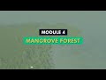 Bams mangroves