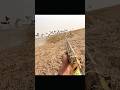 Hunting ducks at sunrise – pure excitemen #hunting #duckhunting