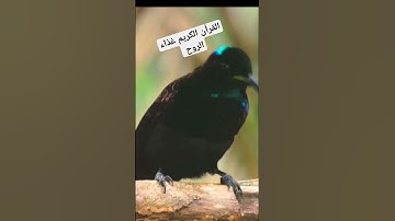 سورة الطارق #القرآن_الكريم #سورة_الطارق #عبدالباسط_عبدالصمد #راحة_نفسية #تلاوة_خاشعة