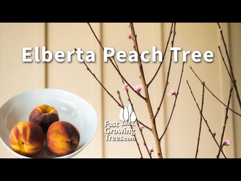 Video: Elbertos persikų auginimas: kaip prižiūrėti elbertos persikus