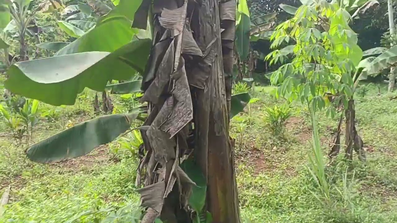 Jual tanah bgus sangat rata cocok buat berkebun 