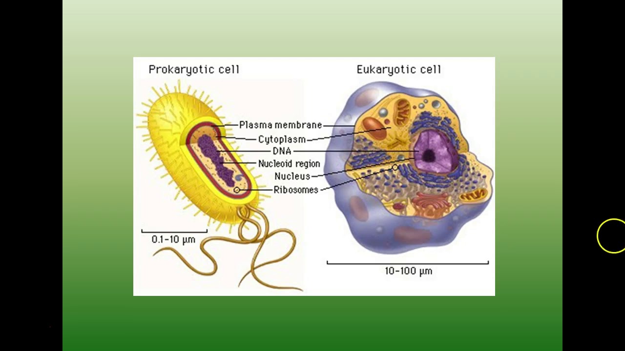 Eoc biology review youtube