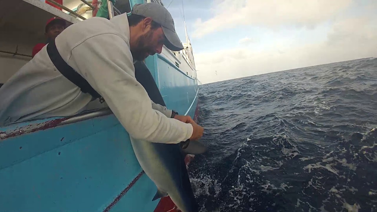 Tagging blue shark in open ocean with pop-up satellite archival tag (PSAT)