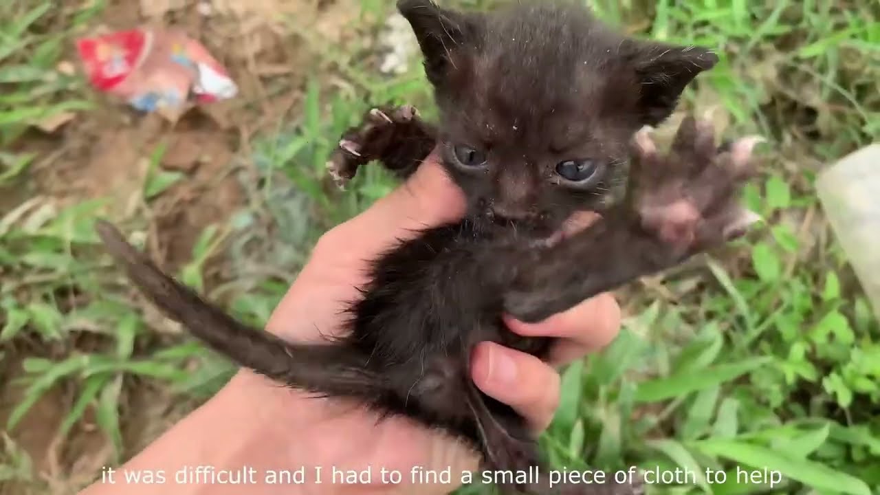 The meowing of an abandoned kitten hiding in the grass caught my attention