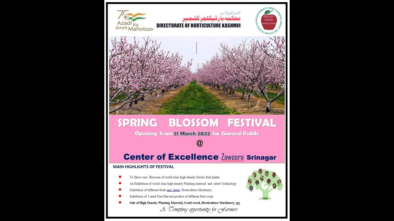 SPRING BLOSSOM FESTIVAL YouTube