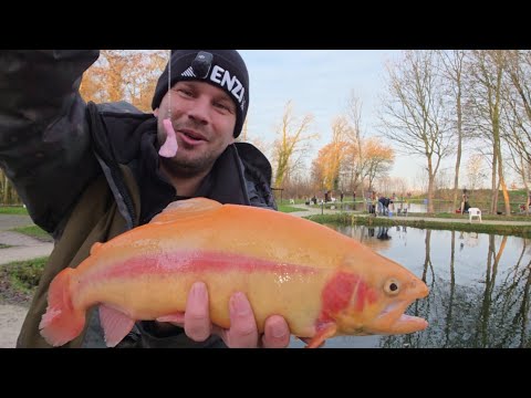 Kampfstarke Forellen bei DeKolk das hat sich rum gesprochen 🤣😱🎣