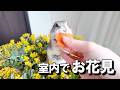 食いしん坊なリスとお花見をして春を感じてみた