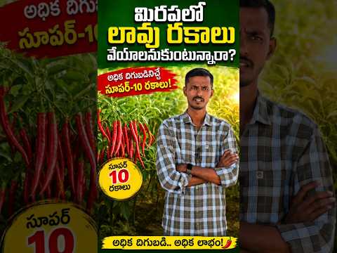 మిరపలో లావు రకాలు సాగు చేయాలనుకుంటున్నారా?  Super 10 | best chilli seeds