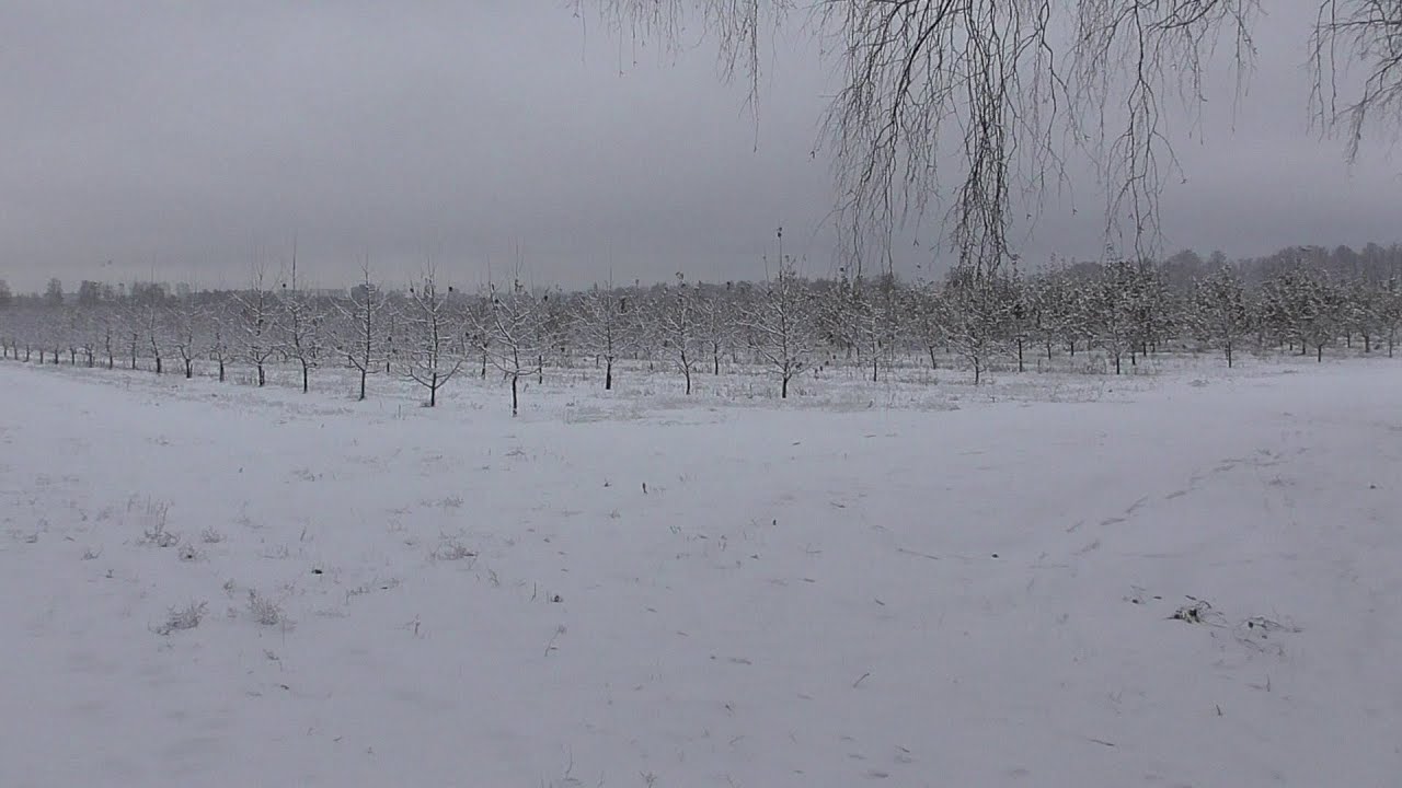 Зимний день, зима, снежное поле, человек гуляет и говорит - YouTube