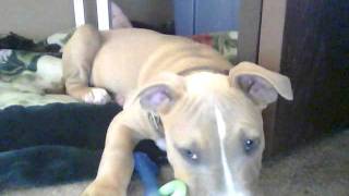 My 12 Week Old Pit Bull Puppy Enzo