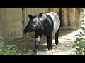 マレーバク,東山動植物園,愛知県名古屋市,Malayan tapir,Higashiyama Zoo and Botanical Gardens,Aichi,Nagoya,Japan,