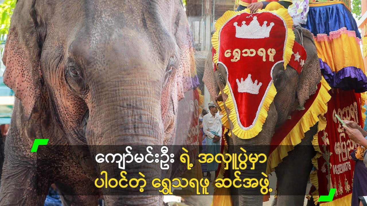 ကျော်မင်းဦး ရဲ့ အလှူပွဲမှာ ပါဝင်တဲ့ ရွှေသရဖူ ဆင်အဖွဲ့