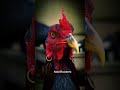 AseelRoosters red Color #rooster #murgha #aseelmurga #roostersound #shortsviral #shorts #trending