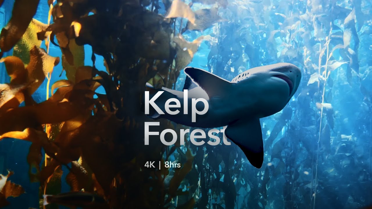 Swaying Kelp Forest • Get lulled to sleep • Fish and sharks