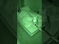 😳 . . . . . || #sora #ai #isthisai #fyp #doorbell #wtf #indoorcam #funnyanimals #fyp #soraai