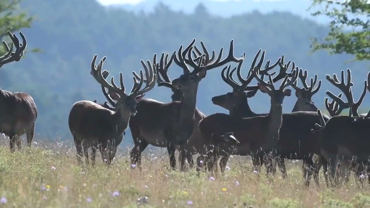 Harde de Cerfs à la Réserve des Monts d'Azur