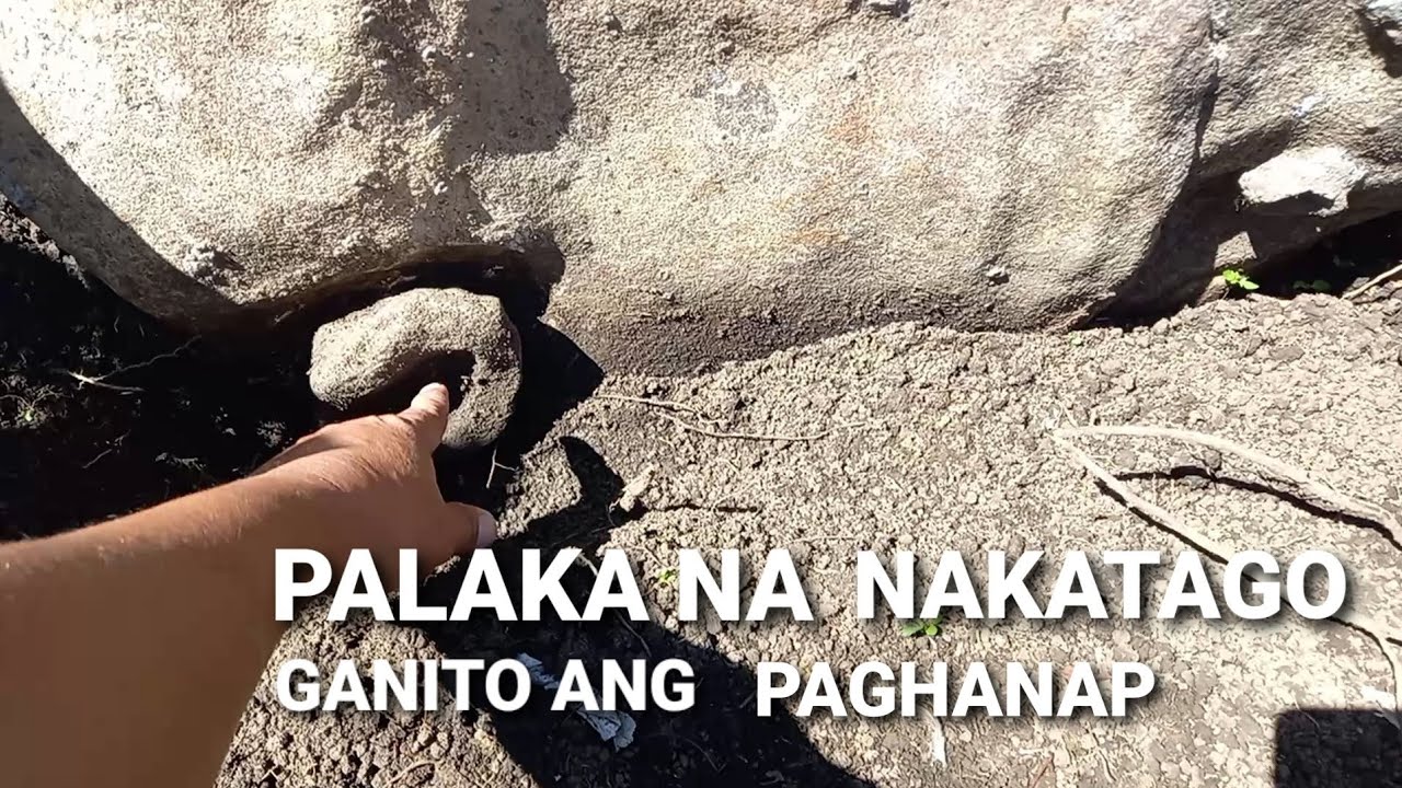 PALAKA NA NAKATAGO BILANG YAMASHITA TREASURE. GANITO ANG PAGHANAP