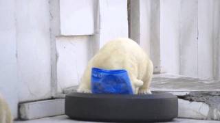何やら夢中のアイラ~Polar Bear cub is playing in the tire