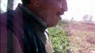 KÜRT ALİ