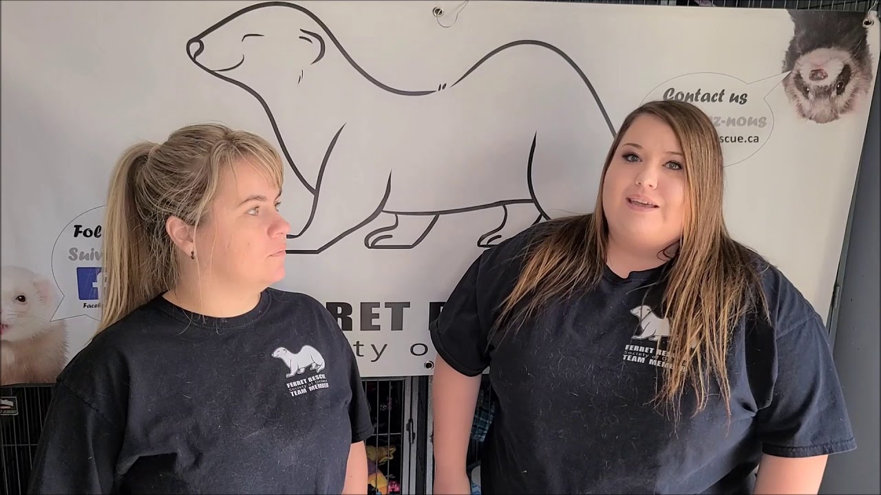 Introduction du Ferret Rescue Society of Ottawa YouTube