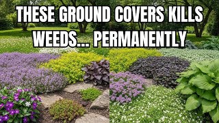 Stop Weeding Forever! 9 Ground Covers That Suppress Weeds